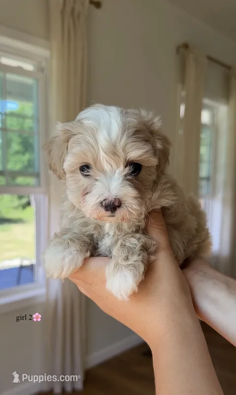 Girl 2 – Maltipoo puppy for sale in Pittsburgh, PA
