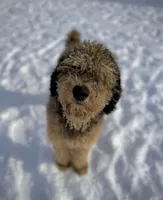Saylor, a male Poodle - Multi-Colored Standard for sale in Pittsburgh, PA – Photo 2 of 2