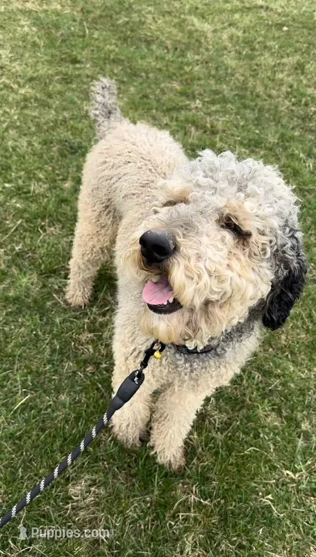 Saylor, a male Poodle - Multi-Colored Standard for sale in Pittsburgh, PA – Photo 1 of 2