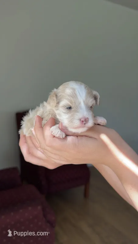 Girl 2 – Maltipoo puppy for sale in Pittsburgh, PA