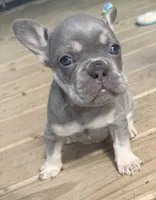 Gizmo, a male French Bulldog for sale in Logan, IA – 2 of 5