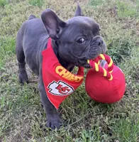 Waffles, a male French Bulldog for sale in Logan, IA – 4 of 9