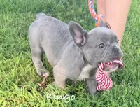 Bingo, a male French Bulldog for sale in Logan, IA – 2 of 6