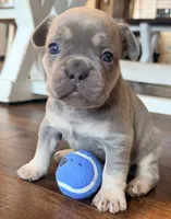 Gizmo, a male French Bulldog for sale in Logan, IA – 3 of 4