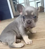 Gizmo, a male French Bulldog for sale in Logan, IA – 4 of 5
