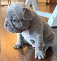 Bingo, a male French Bulldog for sale in Logan, IA – 5 of 6