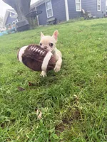 Cupcake , a male French Bulldog for sale in Logan, IA – 1 of 2