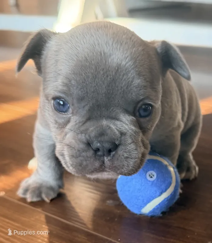 Gus – French Bulldog puppy for sale in Logan, IA