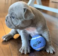 Bingo, a male French Bulldog for sale in Logan, IA – 4 of 6