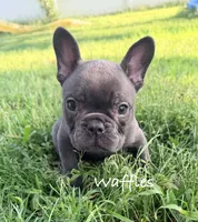 Waffles, a male French Bulldog for sale in Logan, IA – 4 of 6