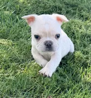 Cupcake , a male French Bulldog for sale in Logan, IA – 1 of 5