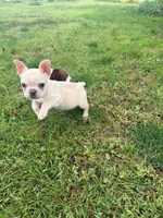 Cupcake , a male French Bulldog for sale in Logan, IA – 2 of 2