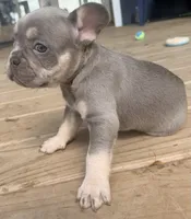 Gizmo, a male French Bulldog for sale in Logan, IA – 5 of 5
