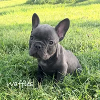 Waffles, a male French Bulldog for sale in Logan, IA – 3 of 6