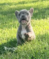 Bingo, a male French Bulldog for sale in Logan, IA – 3 of 6