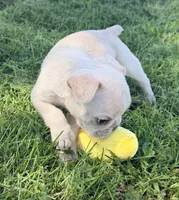 Cupcake , a male French Bulldog for sale in Logan, IA – 5 of 5