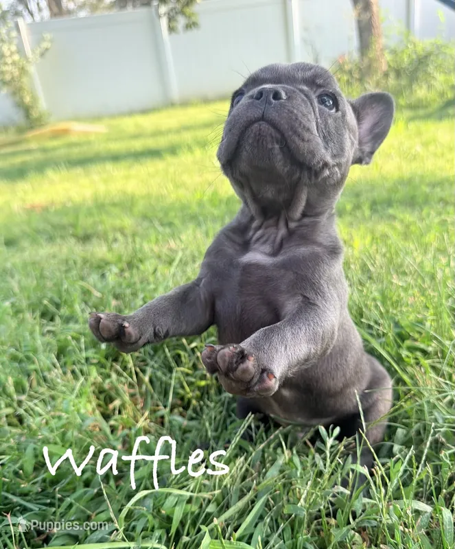 Waffles – French Bulldog puppy for sale in Logan, IA