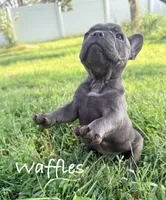 Waffles, a male French Bulldog for sale in Logan, IA – 1 of 6