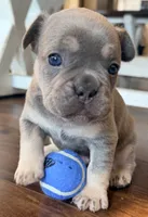 Gizmo, a male French Bulldog for sale in Logan, IA – 2 of 4