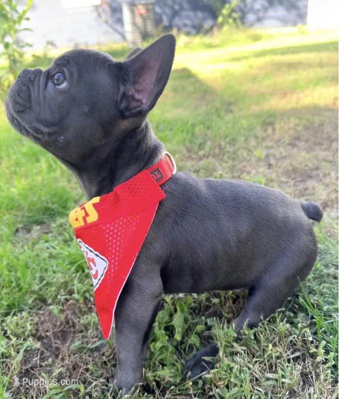Waffles – French Bulldog puppy for sale in Logan, IA