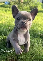 Bingo, a male French Bulldog for sale in Logan, IA – 4 of 6
