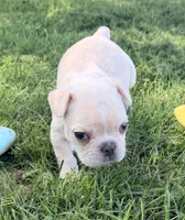 Cupcake , a male French Bulldog for sale in Logan, IA – 4 of 5