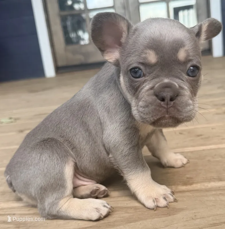 Gizmo – French Bulldog puppy for sale in Logan, IA