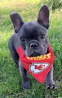 Waffles, a male French Bulldog for sale in Logan, IA – 8 of 9