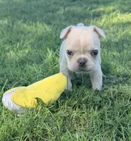Cupcake , a male French Bulldog for sale in Logan, IA – 2 of 5