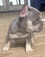 Gizmo, a male French Bulldog for sale in Logan, IA – 3 of 5