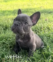 Waffles, a male French Bulldog for sale in Logan, IA – 2 of 6