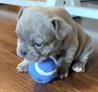 Bingo, a male French Bulldog for sale in Logan, IA – 2 of 6