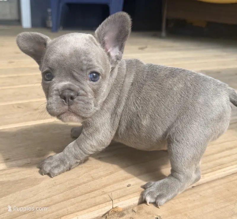 Gus – French Bulldog puppy for sale in Logan, IA