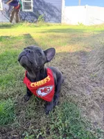 Waffles, a male French Bulldog for sale in Logan, IA – 6 of 9
