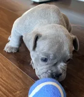 Bingo, a male French Bulldog for sale in Logan, IA – 3 of 6