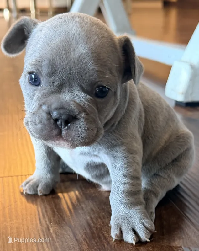Bingo – French Bulldog puppy for sale in Logan, IA