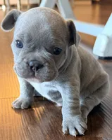Bingo, a male French Bulldog for sale in Logan, IA – 1 of 6