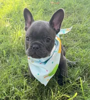 Waffles, a male French Bulldog for sale in Logan, IA – 5 of 6
