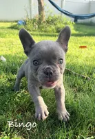 Bingo, a male French Bulldog for sale in Logan, IA – 5 of 6