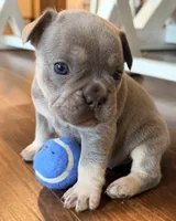 Gizmo, a male French Bulldog for sale in Logan, IA – 4 of 4