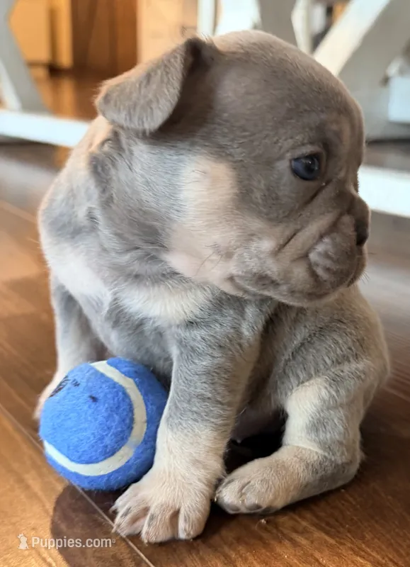 Gizmo – French Bulldog puppy for sale in Logan, IA