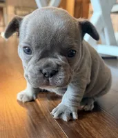 Gus, a male French Bulldog for sale in Logan, IA – 3 of 4