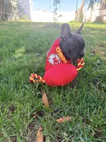 Waffles, a male French Bulldog for sale in Logan, IA – 2 of 9