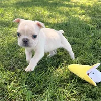 Cupcake , a male French Bulldog for sale in Logan, IA – 3 of 5