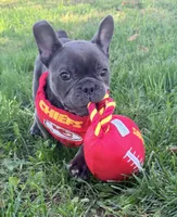 Waffles, a male French Bulldog for sale in Logan, IA – 9 of 9