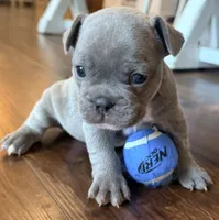 Bingo, a male French Bulldog for sale in Logan, IA – 6 of 6