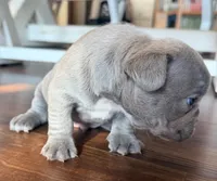 Gus, a male French Bulldog for sale in Logan, IA – 2 of 4