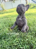 Waffles, a male French Bulldog for sale in Logan, IA – 6 of 6