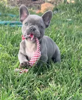 Bingo, a male French Bulldog for sale in Logan, IA – 1 of 6