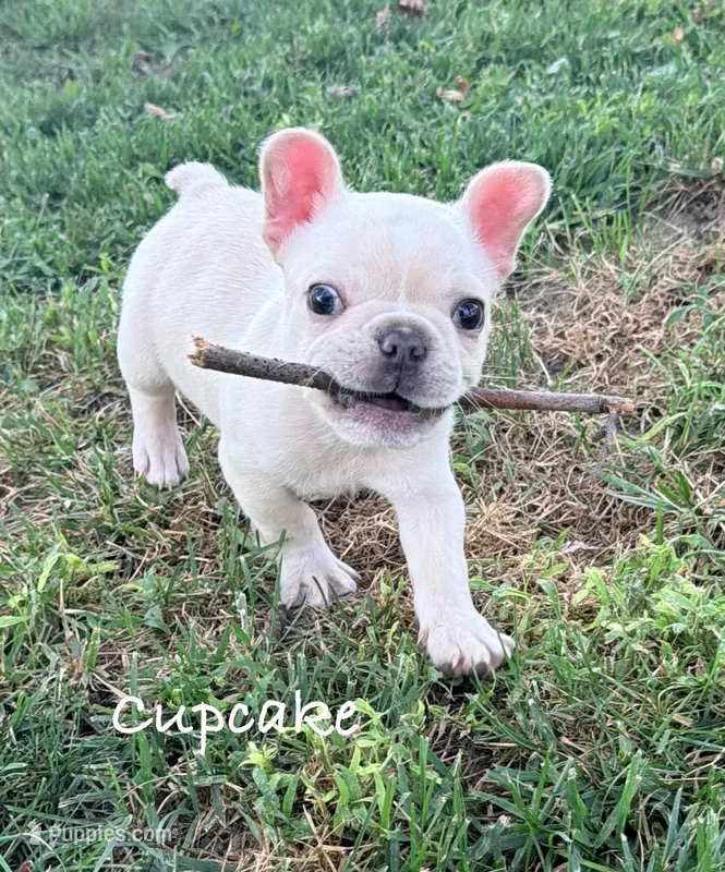 Cupcake  – French Bulldog puppy for sale in Logan, IA